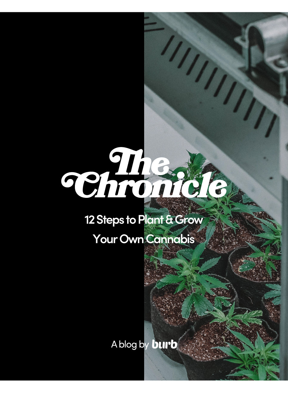 12 Steps to Plant & Grow Your Own Cannabis
