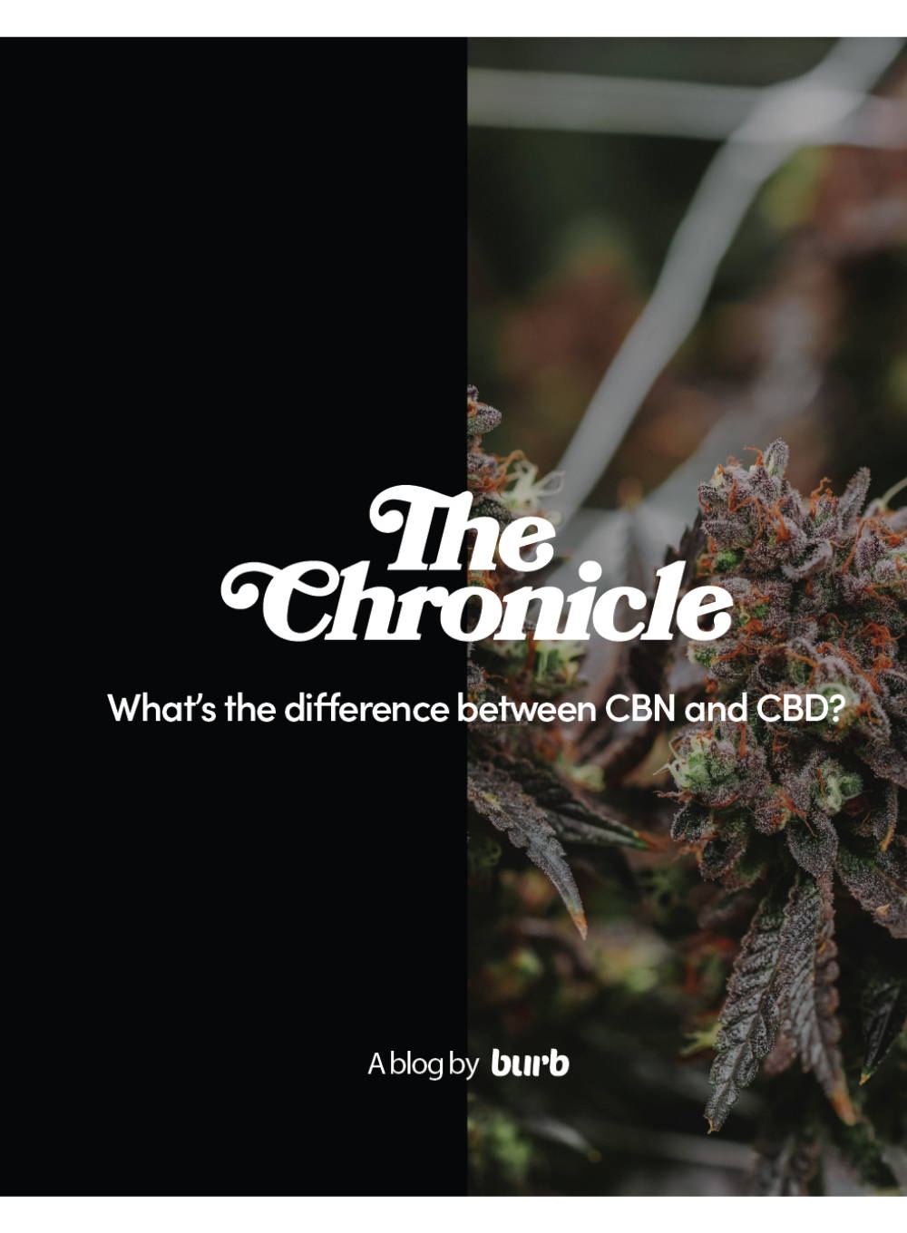 What's The Difference Between CBN and CBD?